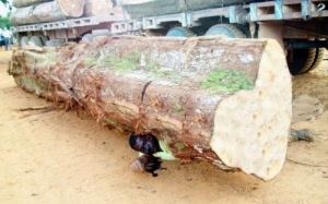 worker-dies-crushed-huge-log-brazil-01-500x312
