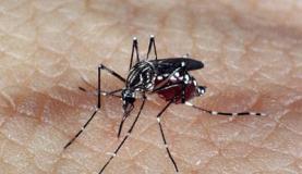 aedes_dengue_1