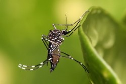 dengue_zika-250x167